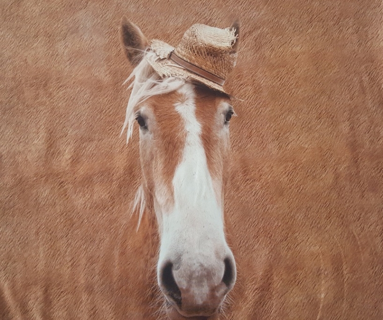 Pferd mit Hut