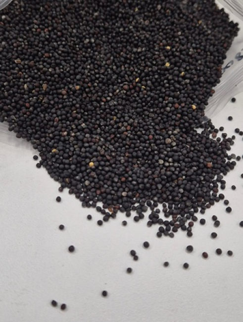 Rapssamen- gewaschen u. getrocknet 500 gr.